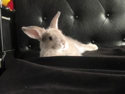 Rabbit in need of new home