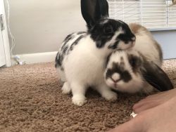two 6 month old bunnies!
