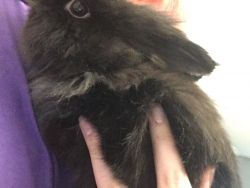 Selling Bunny and Guinea Pig Duo