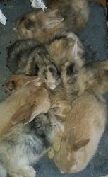 Baby bunnies looking for new homes