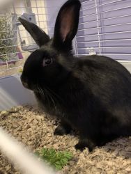 10 month old rabbit for sale!!