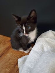 Tuxedo 8 week old kitten Mittens needs loving furever home.