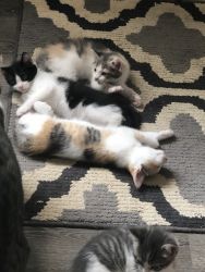 Kittens need forever home