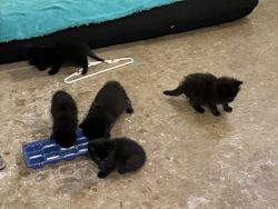 3 kittens for adoption