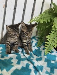 Domestic shorthair kittens