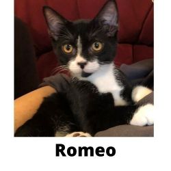 Romeo sweet social snuggly KITTEN looking for forever home
