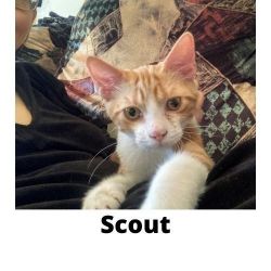 Scout sweet social playful KITTEN looking for forever home