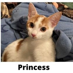 Princess sweet playful KITTEN looking for forever home