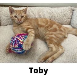 Toby friendly playful KITTEN looking for forever home