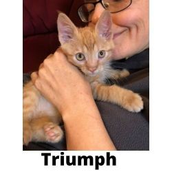 Triumph affectionate playful KITTEN looking for forever home