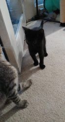 Black female kitten her name is mila