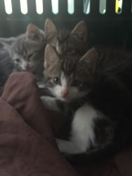 3 male kittens