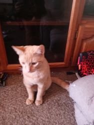 Need to rehome two 6 month old orange kittens