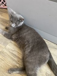 Luna the grey cat