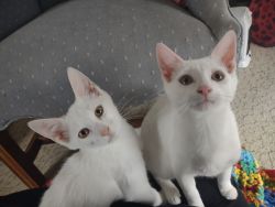 2 pure white kittens