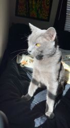 Grey Domestic Shorthair Cat