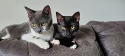 Two Adorable 5 month old kittens