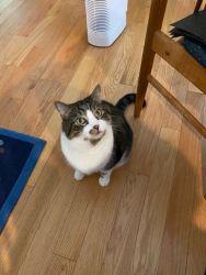 Cat Free to a Good Home in Connecticut