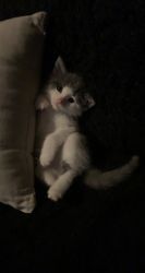Kitten 9 weeks
