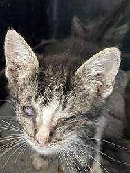 Kitten for adoption - Barstow, CA