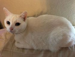 Sweet White Cat