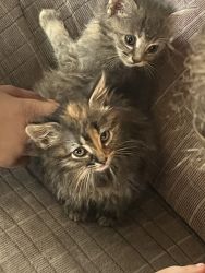 Domestic Short haired tabbies