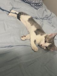SPAYED 10 week old Kitten