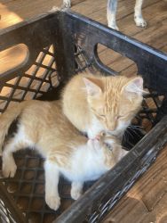 2 Free Kittens to Loving Home