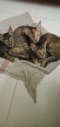 cats to sell ,6 months old cats