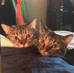 2 Pets lost their owner & need a new home