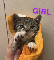 Cute kittens need a new home