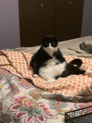 Large Affectionate Tuxedo Cat