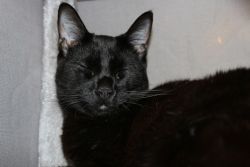 Two black domestics for rehoming ASAP