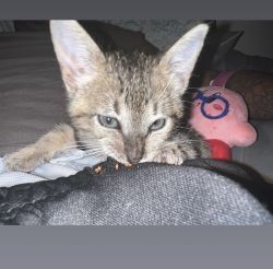 Cat For Sale (kitten)