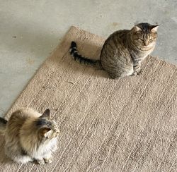 Two female spayed cats