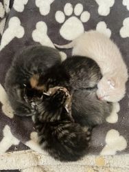 5 adorable kittens and a mama cat for sale! Reserve yours now!