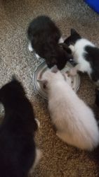 Kittens and momma