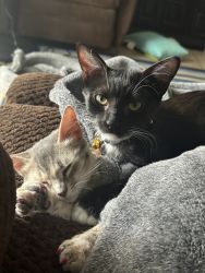 2 gorgeous kittens looking for a new home!