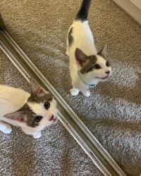 3 mo brother and sister for sale