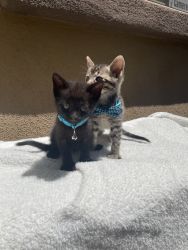 7 week old kittens