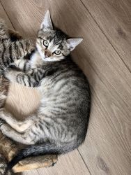 kitten male and female
