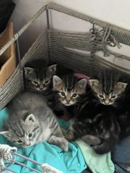 Adorable Male Kittens