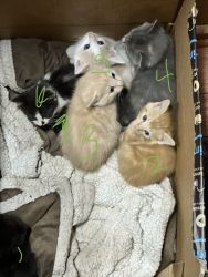 Kittens born 3/29/23
