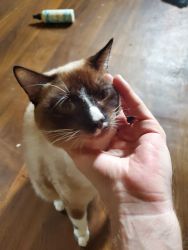10 cats need new home