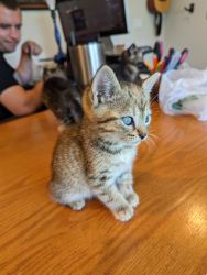 Kitten Needs a Forever Home