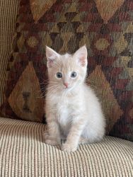 Very Cute Blonde Kitten