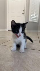 Kittens need new home