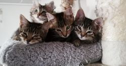 Adorable kittens looking loving forever homes!