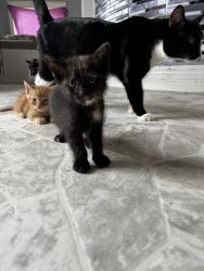 Kitten (Tiny)