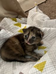 Newly born kittens!
